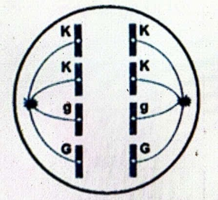 Một học sinh quan sát quá trình phân bào ở một tế bào lưỡng bội. Một giai đoạn phân bào của tế bào được mô tả như hình bên. Nhìn vào hình ảnh, em có thể dự đoán được tế bào đang ở kì nào của quá trình phân bào? Giải thích. (ảnh 1)