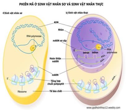 Hình ảnh sau đây miêu tả quá trình phiên mã ở gặp ở sinh vật nhân sơ và sinh vật nhân thực. Trong những nhận xét sau, có bao nhiêu nhận xét đúng ? (ảnh 1)
