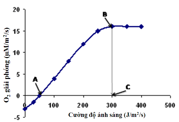 Đồ thị Hình 1 thể hiện mối tương quan giữa hàm lượng O2 giải phóng và cường độ ánh sáng. Dựa vào đồ thị, hãy cho biết Mỗi nhận định sau đây là đúng hay sai? (ảnh 1)