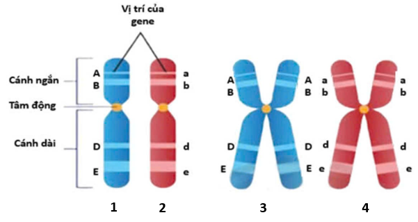 Hình 5 mô tả cấu trúc NST ở một loài sinh vật lưỡng bội. Quan sát hình ảnh và cho biết phát biểu nào sau đây đúng? (ảnh 1)