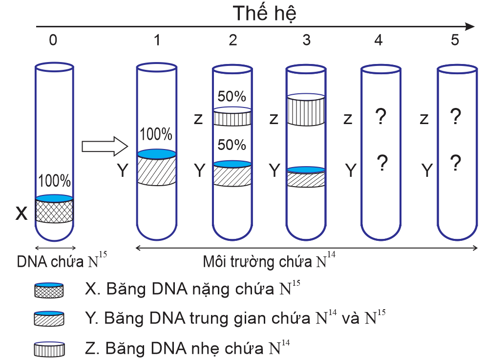 Một thí nghiệm để kiểm chứng mô hình nhân đôi ADN ở vùng nhân của tế bào nhân sơ (ban đầu chỉ chứa N15) theo hình minh họa. Biết số lần nhân lên của các vi khuẩn E coli trong các ống nghiệm là như nhau. (ảnh 1)