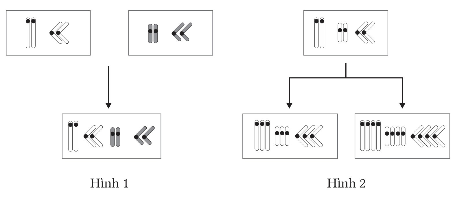 Hình dưới đây mô tả các dạng đột biến đa bội ở các loài thực vật. Theo lý thuyết, phát biểu nào sau đây đúng? (ảnh 1)