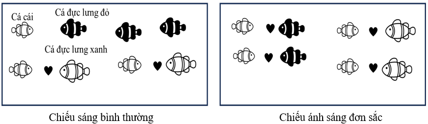 Ở hai loài cá cùng chi, các con cái có xu hướng chọn bạn tình dựa vào màu sắc của con đực ở thời kì sinh sản.  (ảnh 1)