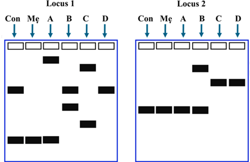 Hình sau là bản gel điện di các mẫu DNA ở hai locus khác nhau của một người con (đứa bé), người mẹ và bốn người đàn ông nghi là cha của đứa bé (được kí hiệu là A, B, C và D).  (ảnh 1)