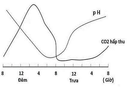 Đồ thị h&igrave;nh b&ecirc;n thể hiện lượng CO2  hấp thụ của c&acirc;y v&agrave; độ pH của tế b&agrave;o thực vật được đo tại c&aacute;c thời điểm kh&aacute;c nhau trong ng&agrave;y. Quan s&aacute;t đồ thị v&agrave; cho biết ph&aacute;t biểu n&agrave;o sau đ&acirc;y đ&uacute;ng? (ảnh 1)