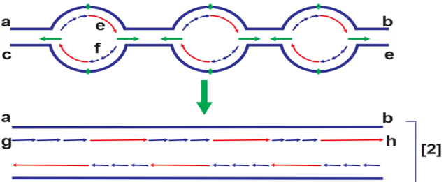 Cho sơ đồ khái quát quá trình tái bản DNA sau:   Để tạo ra hai phân tử DNA ở [2] cần có bao nhiêu đoạn mồi được tạo ra trong quá trình tái bản này? (ảnh 1)