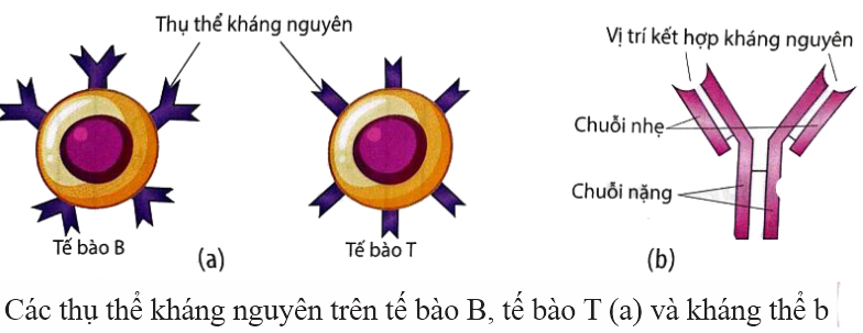 Dựa trên hình. Mỗi phát biểu nào sau đây đúng hay sai? (ảnh 1)