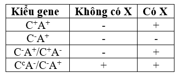 Nghiên cứu gene cấu trúc tham gia vào sự chuyển hóa một chất X gồm A, B, D và E. Một trình tự C liên kết với các trình tự A, B và D, còn E nằm cách xa.  (ảnh 1)