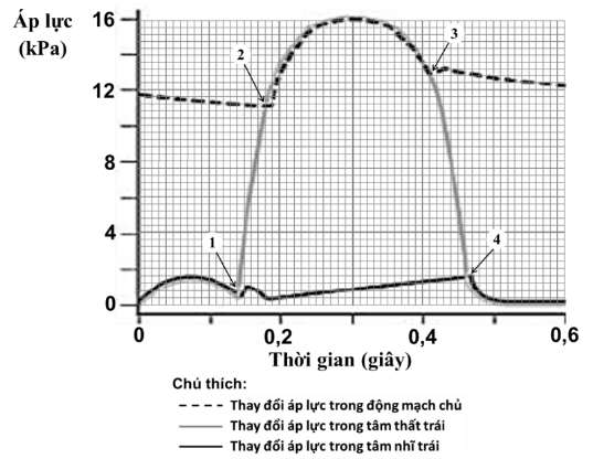 Biểu đồ bên cho thấy sự thay đổi áp lực theo thời gian ở nửa trái tim và trong động mạch chủ. Thời gian của chu kỳ tim này là 0,6 giây. Phát biểu nào sau đây sai về hoạt động của van nhĩ thất và van bán nguyệt? (ảnh 1)