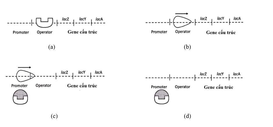 Hình 2 mô tả các thành phần tham gia vào quá trình điều hòa hoạt động của gene trong một operon cảm ứng (operon Lac) của vi khuẩn E. coli.  (ảnh 2)