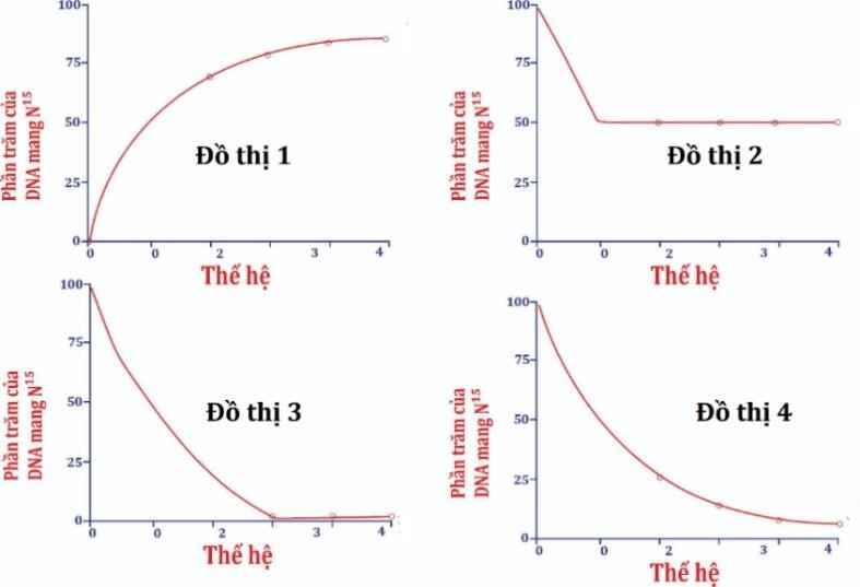 Đồ thị bên mô tả qua trình nhân đôi của phân tử DNA mang đồng vị phóng xạ 15N sau đó chuyển sang nuối cấy trong 4 thế hệ trong môi trường 14N. Đồ thị nào mô tả đúng quá trình nhân đôi của phân tử DNA này? (ảnh 1)