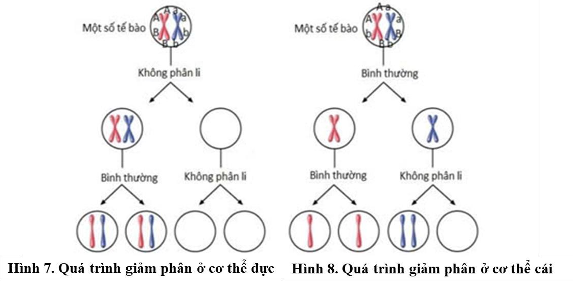 Ở một loài động vật, tiến hành giao phối giữa hai cá thể cùng loài. Quá trình giảm phân được mô tả như hình vẽ bên dưới. Biết quá trình giảm phân không xảy ra đột biến gene, (ảnh 1)