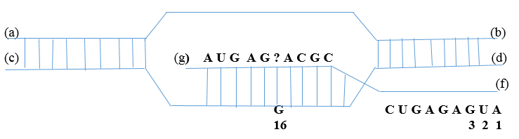 Hình bên mô tả một giai đoạn của quá trình phiên mã xảy ra trong vùng mã hóa của một gene ở sinh vật nhân sơ. (ảnh 1)