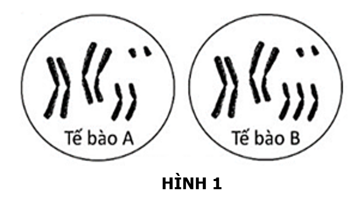 Hình 1 mô tả số lượng NST ở các tế bào soma A và B của hai cơ thể thuộc một loài sinh vật lưỡng bội. Nếu tế bào A là tế bào của cơ thể bình thường, thì tế bào B thuộc thể đột biến nào sau đây? (ảnh 1)
