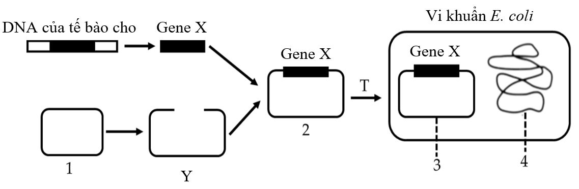 Hình vẽ sau mô tả các giai đoạn của quy trình công nghệ DNA tái tổ hợp: Phát biểu nào sau đây sai? (ảnh 1)