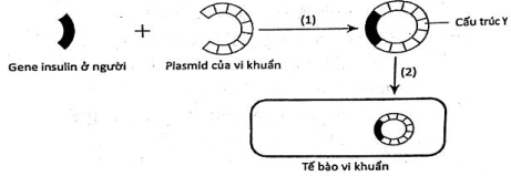 Hình bên mô tả hai giai đoạn (được chú thích bằng chữ số (1) và (2)) trong một quy trình của công nghệ gene. Phân tích hình và cho biết phát biểu nào sau đây không đúng? (ảnh 1)