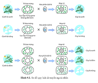 Dưới đây là sơ đồ quy luật di truyền ngoài nhân. Dựa vào thông tin trên sơ đồ hay cho biết các kết luận sau đây là đúng hay sai? (ảnh 1)