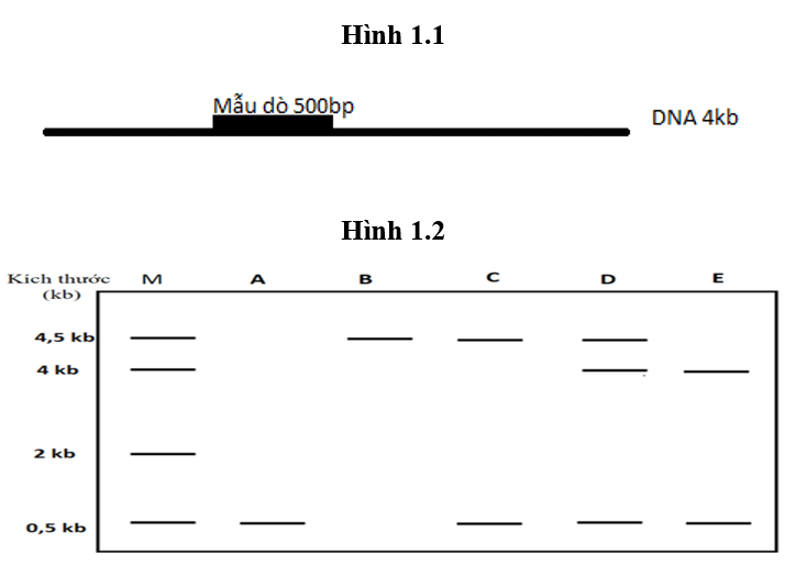 Một đoạn DNA mạch đơn có kích thước 4 kb được lai với một mẫu dò DNA có đánh dấu phóng xạ với kích thước 500bp tạo thành DNA lai (hình 1.1).  (ảnh 1)