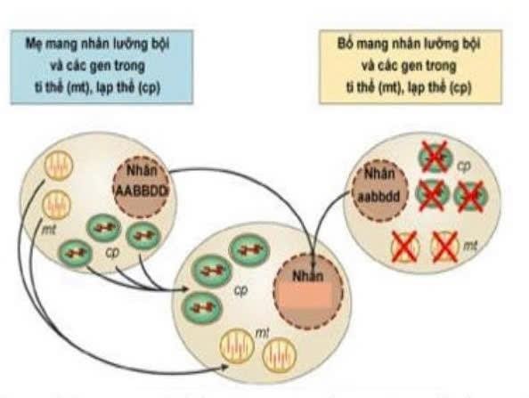 Sơ đồ sau thể hiện đặc điểm di truyền của c&acirc;y hoa phấn. Quan s&aacute;t h&igrave;nh v&agrave; cho biết mỗi nhận định sau sai? (ảnh 1)