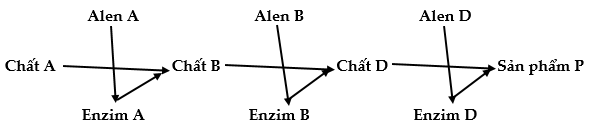 Ở người, xét 3 cặp gene nằm trên 3 cặp nhiễm sắc thể thường, các gen này quy định các enzim khác nhau cùng tham gia vào quá trình chuyển hóa các chất trong cơ thể theo sơ đồ sau: (ảnh 1)