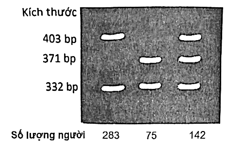 Trong một nghiên cứu khoa học về bệnh AIDS ở người tìm thấy gene CCR5 nằm trên NST số 3 có thể làm người mang gene mẫn cảm với HIV gọi là allele A1 (ảnh 1)