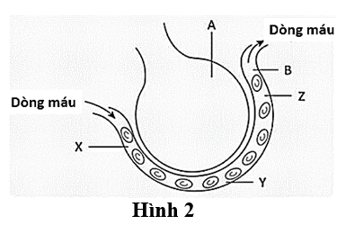 Hình 2 mô tả mao mạch bao quanh một phế nang ở phổi của người bình thường. Trong đó A là phế nang, B là mao mạch, mỗi chữ cái X, Y, Z đánh dấu một vị trí trên mao mạch. Nhận định nào sau đây là đúng nhất? (ảnh 1)
