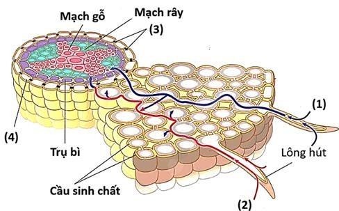 Quan sát hình bên về quá trình vận chuyển nước và chất khoáng vào mạch gỗ của rễ. Mỗi nhận định sau đây là đúng hay sai? (ảnh 1)