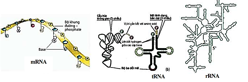 Các phân tử RNA (Hình 9) trong tế bào có chức năng đặc thù. Trong nhân các tế bào eukaryote có các mRNA nhân kích thước lớn và sai khác nhau rất lớn gọi là hnRNA  (ảnh 1)
