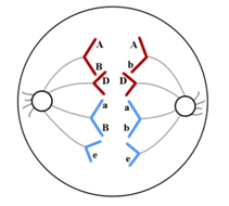 Cho hình ảnh về một giai đoạn trong quá trình phân bào của một tế bào lưỡng bội 2n bình thường (tế bào A) trong cơ thể đực ở một loài và một số phát biểu tương ứng như sau (ảnh 1)