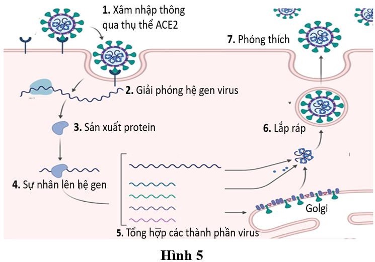 Hình 5 dưới đây mô tả quá trình nhân lên của virus SARS-COV2 trong nhiều loại tế bào của cơ thể người và động vật có vú khác, đặc biệt là tế bào biểu mô phổi. Nhận định nào sau đây sai? (ảnh 1)