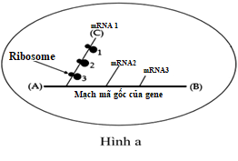 Hình a là sơ đồ mô tả quá trình phiên mã và dịch mã trong tế bào của một loài sinh vật. Quan sát sơ đồ Hình a và cho biết có bao nhiêu nhận định dưới đây đúng? (ảnh 1)