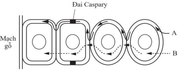 Bốn học sinh đã phác thảo sơ đồ vận chuyển nước và ion khoáng từ lông hút vào mạch gỗ của rễ. Biết quá trình vận chuyển diễn ra theo hai con đường: Con đường gian bào (A) và con đường tế bào chất (B). (ảnh 2)