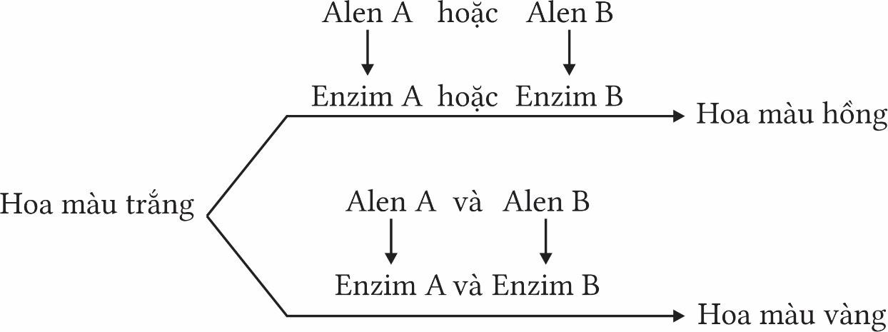 Một loài thực vật, tính trạng màu hoa do 2 gene phân li độc lập cùng quy định, các gen này quy định các enzyme khác nhau cũng tham gia vào một chuỗi phản ứng hóa sinh để tạo nên sắc tố ở hạt theo sơ đồ sau. (ảnh 1)