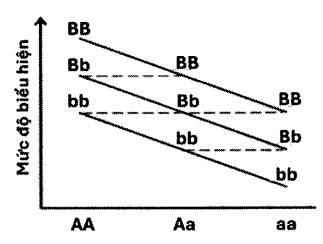 Sơ đồ hình bên thể hiện mức độ biểu hiện của 1 tính trạng khi cs sự xuất hiện của 2 gene liên kết ( gồm các allele A, a và B, b)trong kiểu gene.  (ảnh 1)
