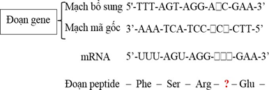 Mối quan hệ giữa gene- mRNA- peptide trong vùng mã hoá ở sinh vật nhân sơ được mô tả như sau: (Kí hiệu  là một loại nucleotide không được cho biết) (ảnh 1)