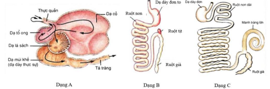 Hình ảnh dưới đây mô tả 3 dạng ống tiêu hoá ở động vật.                Giả sử bạn có 3 con thú nuôi trong trang trại, con thứ nhất có ống tiêu hóa dạng  (ảnh 1)