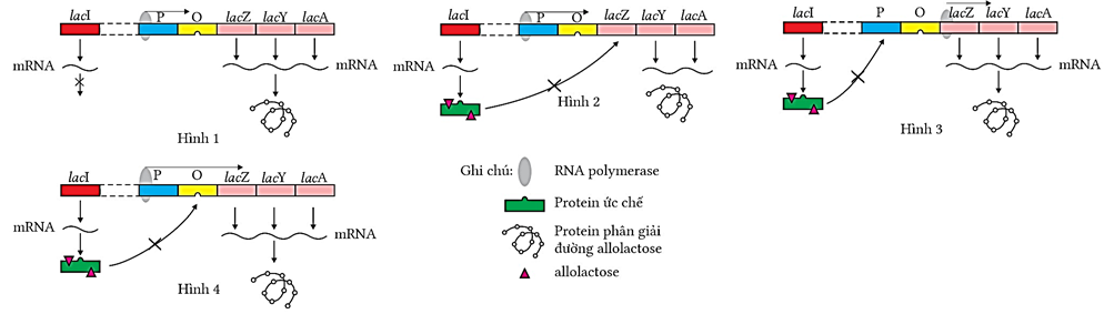 Hình nào mô tả đúng cơ chế điều hòa biểu hiện gene của operon lac ở E. coli trong môi trường có latose? (ảnh 1)