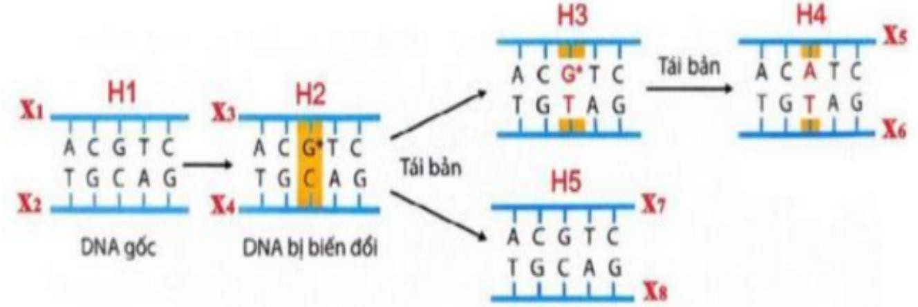 Hình dưới đây mô tả cơ chế xảy ra đột biến gene. Các nhận định sau đây về hình này là đúng hay sai? (ảnh 1)