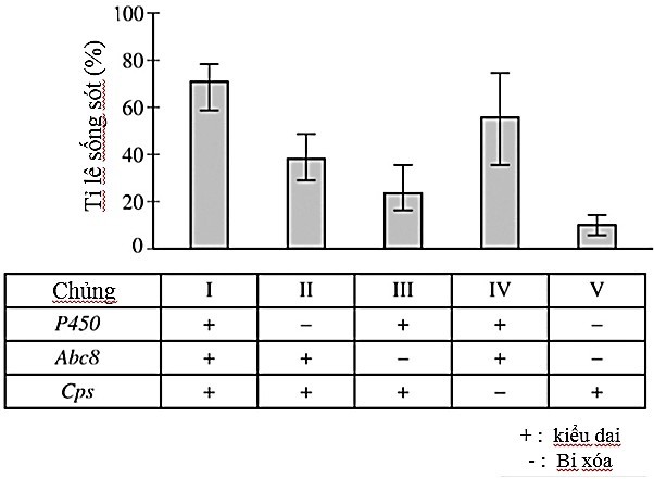 Cimex lectularius là một loài côn trùng ngày càng kháng thuốc trừ sâu. Các nhà nghiên cứu cho rằng Cimex lectularius có một số gene góp phần vào khả năng kháng thuốc (ảnh 1)