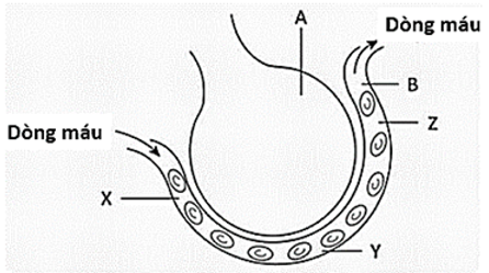 Câu 18.	Hình 6 mô tả mao mạch bao quanh một phế nang ở phổi của người bình thường. Trong đó A là phế nang, B là mao mạch, mỗi chữ cái X, Y, Z đánh dấu một vị trí trên mao mạch.  (ảnh 1)