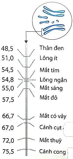 Một phần bản đồ di truyền nhiễm sắc thể số II của ruồi giấm (Drosophila melanogaster) được viết lại như sau: (ảnh 1)