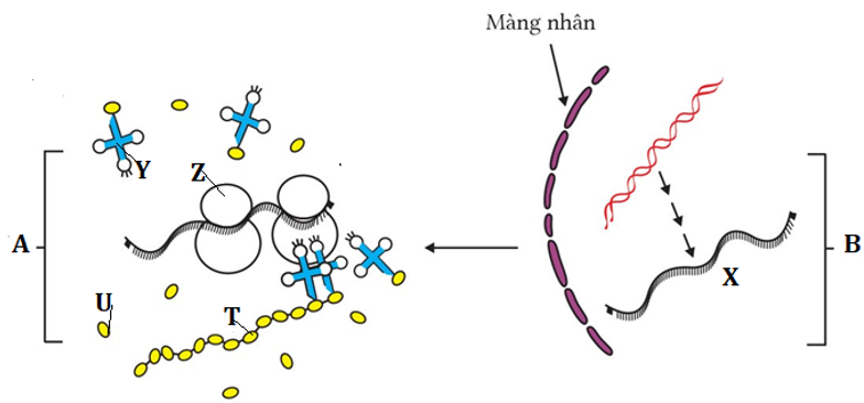 Câu 2. Hình vẽ dưới đây mô tả 2 quá trình sinh học (A và B) diễn ra trong một tế bào M. Các kí hiệu X, Y, Z, T là kí hiệu cho tên các phân tử trong tế bảo M. (ảnh 1)