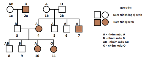 Bệnh alkan niệu là một bệnh di truyền hiếm gặp. Gene gây bệnh (alk) là gene lặn nằm trên nhiễm sắc thể số 9. Gene alk liên kết với gene I mã hoá cho hệ nhóm máu ABO.  (ảnh 1)