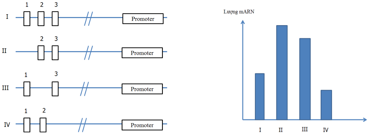 Để nghiên cứu chức năng của vùng điều hòa, người ta thiết kế các vùng điều hòa thay đổi (I đến IV), sau đó cài vào phía trước promotor của gen chỉ thị (ảnh 1)