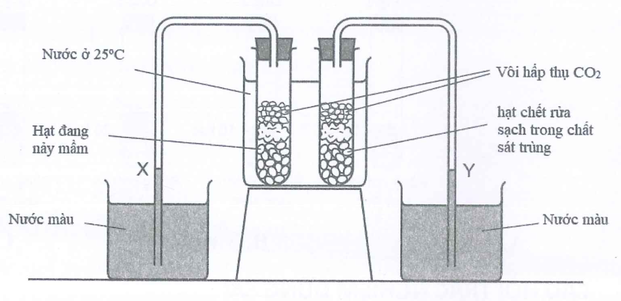 Một thí nghiệm được thiết lập để nghiên cứu sự hấp thụ oxygen của hạt nảy mầm như hình dưới đây.     Phân tích sơ đồ trên và cho biết chiều di chuyển của chất lỏng X và chất lỏng Y? (ảnh 1)
