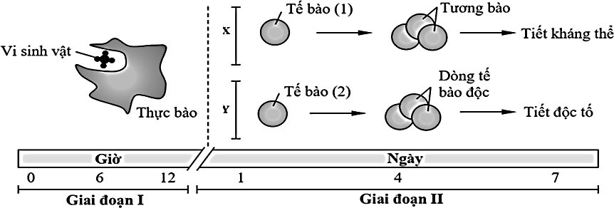 Hình dưới đây mô tả quá trình đáp ứng miễn dịch (X, Y) của cơ thể khi có vi sinh vật xâm nhập qua hàng rào bảo vệ tự nhiên của da, vượt qua lớp biểu mô và tiến vào bên trong cơ thể. (ảnh 1)