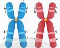 Các chữ cái A, a, B, b, D, d, E, e biểu thị các gene trên NST. Có bao nhiêu locus gene trên cặp nhiễm sắc thể kép tương đồng ở hình bên? (ảnh 1)