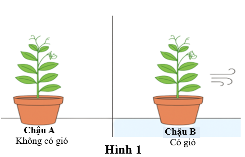 Một nhóm học sinh tiến hành nghiên cứu ảnh hưởng của gió đến sự thoát hơi nước của cây đậu Hà Lan (Pisum sativum) bằng phương pháp cân khối lượng chậu cây trước và sau 24 giờ thực hiện thí nghiệm. (ảnh 1)