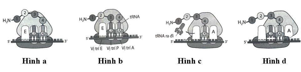 Trong quá trình dịch mã, giai đoạn kéo dài chuỗi polypeptide được mô tả qua các hình ảnh sau: Các giai đoạn kéo dài chuỗi polypeptide theo đúng trật tự là: A. a→b→c→d. B. c→d→b→a. C. b→a→c→d. D. b→a→d→c. (ảnh 1)