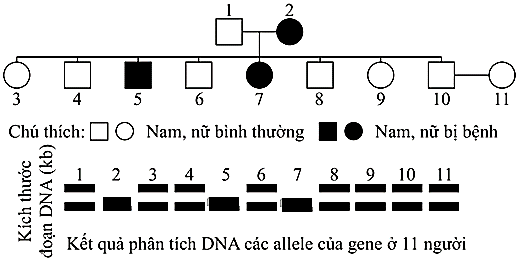 Hình sau mô tả sơ đồ phả hệ một bệnh di truyền ở người, bệnh do một trong hai allele của một gene quy định. Kết quả phân tích các đoạn DNA mang các allele trên gene này của 11 người trong phả hệ được thể hiện trong bảng điện di dưới đây.  (ảnh 1)